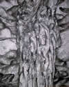 Tree Of Life